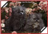 Some Cats I scanned and Played around with. - cats00.jpg(1/1) 59084 bytes