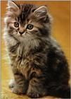 Some Cats I scanned and Played around with. - cats01.jpg(1/1) 93275 bytes