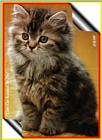 Some Cats I scanned and Played around with. - cats01a.jpg(1/1) 64249 bytes
