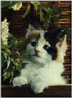 Some Cats I scanned and Played around with. - cats02.jpg(1/1) 36415 bytes