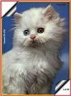 Some Cats I scanned and Played around with. - cats03.jpg(1/1) 92458 bytes