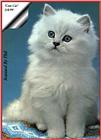 Some Cats I scanned and Played around with. - cats04.jpg(1/1) 83893 bytes