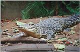 Cuban Crocodile - Crocodylus rhombifer