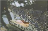 Cuban Crocodile - Crocodylus rhombifer