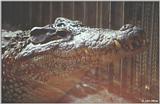 Cuban croc #1 - Cuban crocodile (Crocodylus rhombifer)