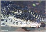 Cuban Crocodile - Crocodylus rhombifer