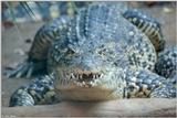 Cuban Crocodile 1 - Crocodylus rhombifer