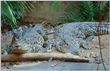 Cuban Crocodile 2 - Crocodylus rhombifer