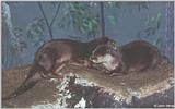 Chinese Dwarf Otter #1