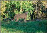 Cheetah