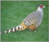 More Pheasants: Cheer Pheasant