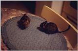 degus