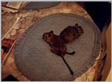 degus