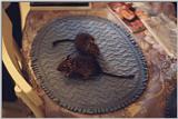 degus