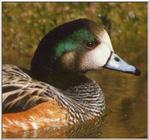 Duck: Chiloe Wigeon