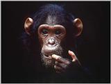 chimp