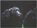 Chimp giving a Speech