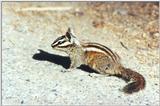 Repost Chipmunk 65k jpg