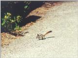 Repost: Chipmunk 71k jpg