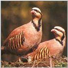 Chukar Partridge