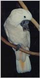 bird -- salmon-crested cockatoo (Cacatua moluccensis)