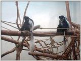 Toledo Zoo pics -