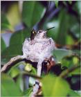 Kolibri on the nest