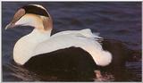 Duck: Common Eider - Somateria mollissima