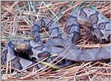 Juvenile Copperhead 