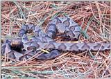 Juvenile Copperhead 