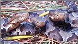 Juvenile Northern Copperhead trio #1