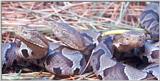 Juvenile Northern Copperhead trio #3