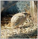 Game Bird: Coturnix Quail