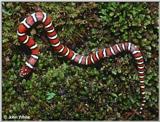 Coastal Plains Milk Snake  (L. t. triangulum x  L. t. elapsoides) #1