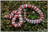 Coastal Plains Milk Snake  (L. t. triangulum x  L. t. elapsoides) #2
