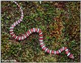 Coastal Plains Milk Snake  (L. t. triangulum x  L. t. elapsoides) #3