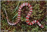 Coastal Plains Milk Snake  (L. t. triangulum x  L. t. elapsoides) #4