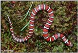 Coastal Plains Milk Snake  (L. t. triangulum x  L. t. elapsoides) #4
