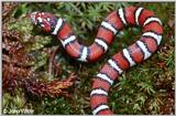 Coastal Plains Milk Snake  (L. t. triangulum x  L. t. elapsoides) #7