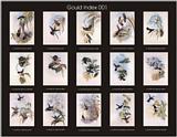 John Gould's Hummingbirds-Index 001-resized