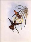 Re: John Gould's Hummingbirds-pic 002