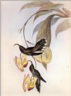 Re: John Gould's Hummingbirds-pic 003