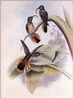Re: John Gould's Hummingbirds-pic 004-resized