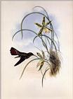 Re: John Gould's Hummingbirds-pic 005-resized
