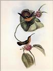 Re: John Gould's Hummingbirds-pic 006-resized