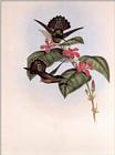 Re: John Gould's Hummingbirds-pic 007-resized