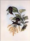 Re: John Gould's Hummingbirds-pic 008-resized