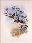 Re: John Gould's Hummingbirds-pic 010-resized