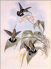 Re: John Gould's Hummingbirds-pic 011-resized