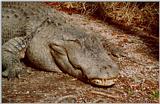 Crocodile - Columbia, SC Zoo - croc01.jpg